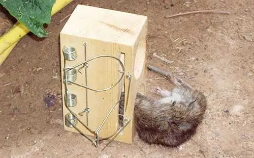 как вывести крыс из курятника без риска для птиц: народные методы, ультразвук, яды