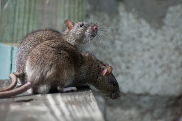 если нет животных-крысоловов, избавляйтесь от крыс всеми возможными способами, фото с сайта vokrugsveta.ru