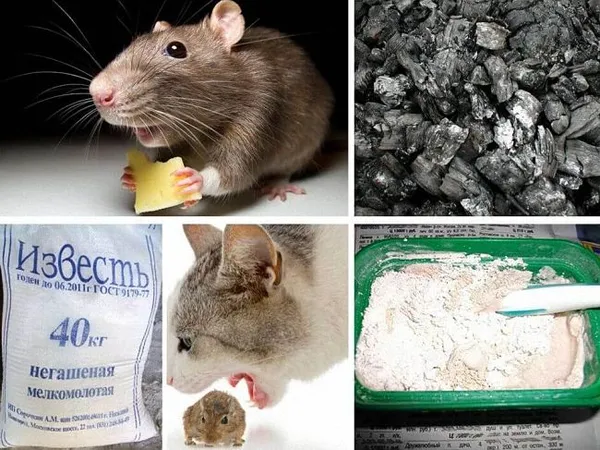 самые гуманные способы избавления от мышей и крыс. как избавиться от крыс. 3