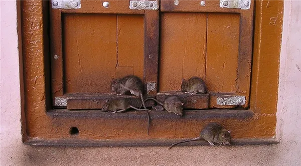 самые гуманные способы избавления от мышей и крыс. как избавиться от крыс. 4