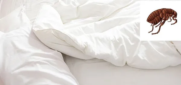как вывести постельных блох в диване, постели, белье? как они выглядят?