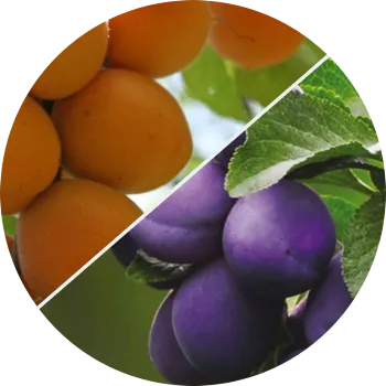 слива, абрикос, персик - изображение