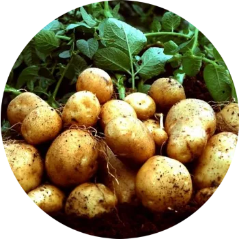 картофель изображение