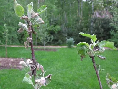 мучнистая роса на яблоне: как бороться с заболеванием и чем обработать деревья в саду