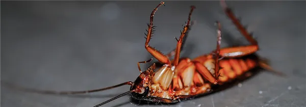 сколько живёт таракан без головы