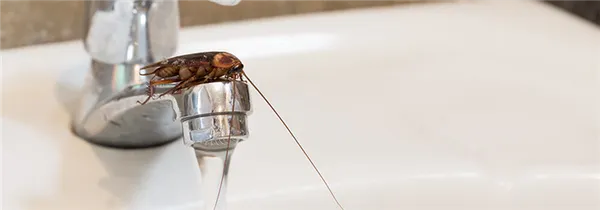 сколько живёт таракан без воды