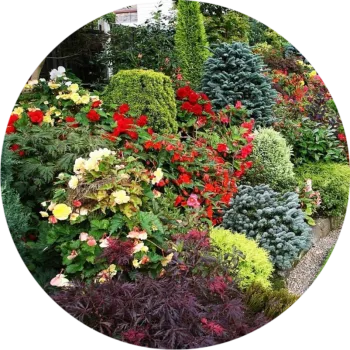 цветочные и декоративные растения открытого грунта, изображение