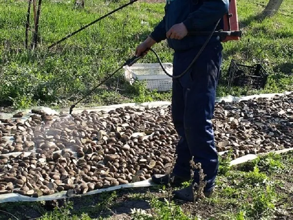 обработка картофеля перед проращиванием