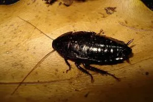 как избавиться от черных тараканов в домашних условиях. черные тараканы в квартире. 3