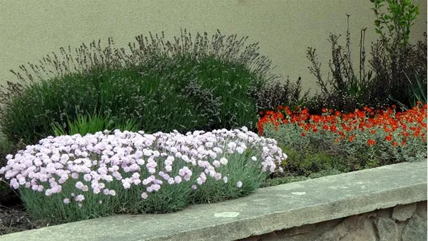 обзор низкорослых бордюрных многолетних растений. бордюрные цветы многолетние низкорослые фото и название. 7