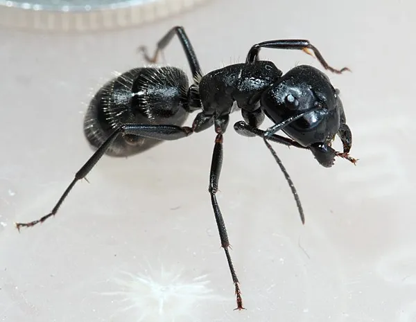 чёрный муравей