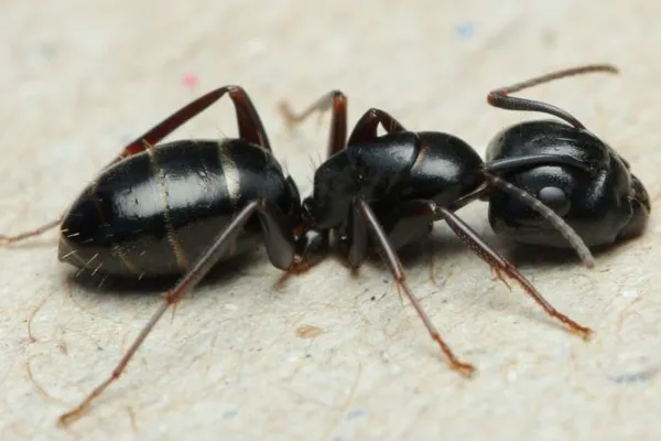 чёрный муравей-древоточец