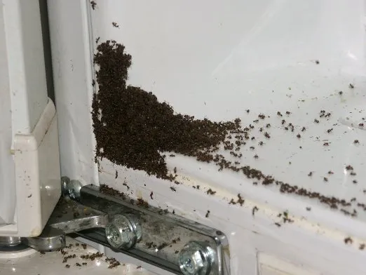 черные муравьи в углу 