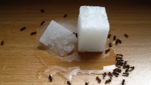 чёрные муравьи в доме и в квартире, что делать если появились, как избавиться?