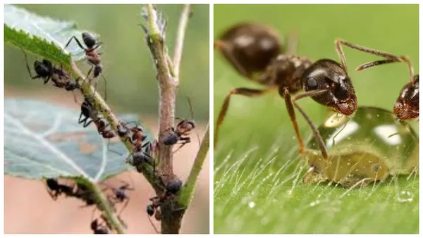 чёрные муравьи дома и на земельном участке. черные муравьи в доме. 6