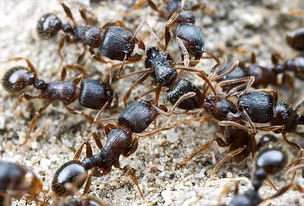 чёрный дерновый муравей