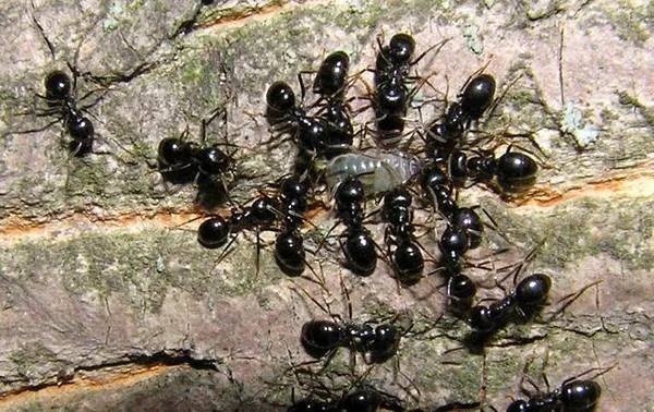 чёрные пахучие древесные муравьи