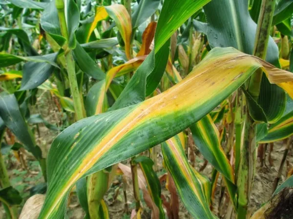 признаки нехватки азота на листьях кукурузы