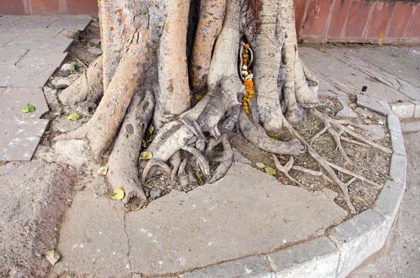крупные деревья способны своими корнями разрушить бетонное или асфальтовое покрытие