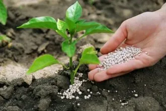 использование кофе как удобрения для комнатных растений, огорода. кофейная гуща как удобрение для каких растений. 9