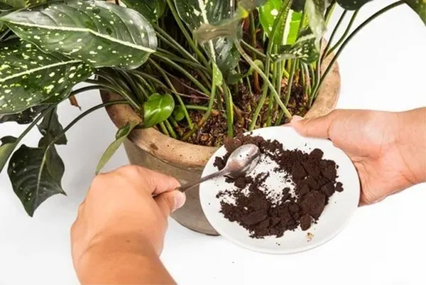 использование кофе как удобрения для комнатных растений, огорода. кофейная гуща как удобрение для каких растений. 4