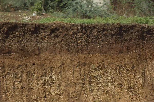 калийные удобрения наиболее эффективны на легких песчаных и торфяных почвах