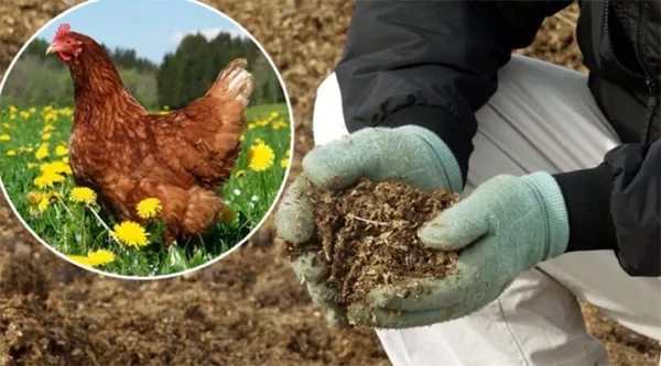 использование помёта кур в земледелии помогает обеспечивать бездефицитный баланс гумуса в почве.