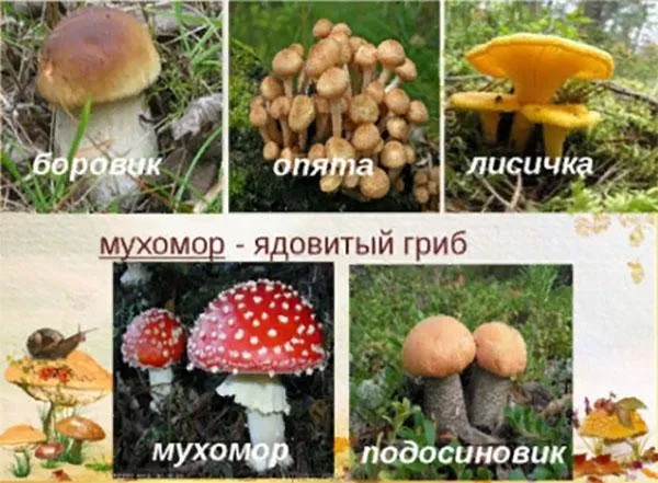 микоризообразующие грибы