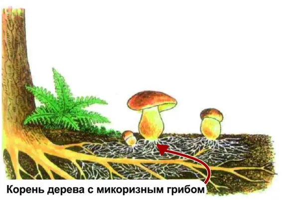 корень дерева с микоризным грибом