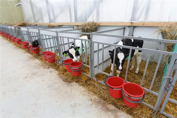 кормушки для коров в стойле