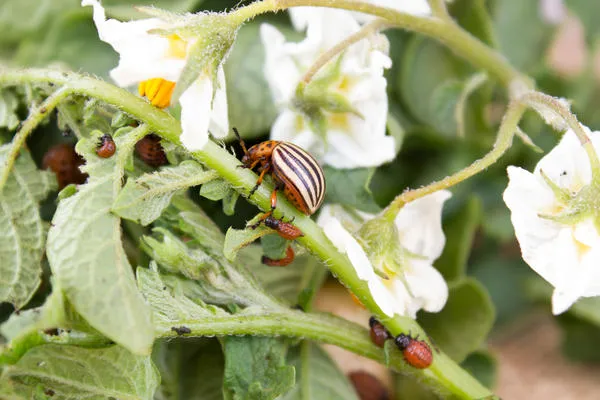 мука из скорлупы поможет справиться с нашествием колорадского жука