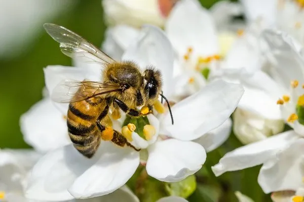 медоносы многолетники для пчел
