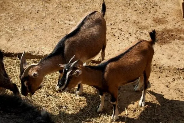 камерунская коза