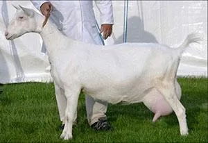 зааненская коза на выставке