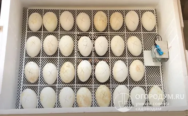 главная сложность процесса инкубирования гусиных яиц – поддержание оптимальных значений влажности