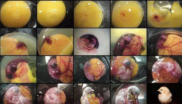 этапы инкубации зародыша