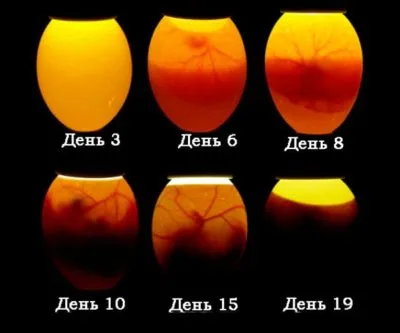 инкубация индюшиных яиц в инкубаторе – режим и таблица. инкубация индюшиных яиц в инкубаторе. 3
