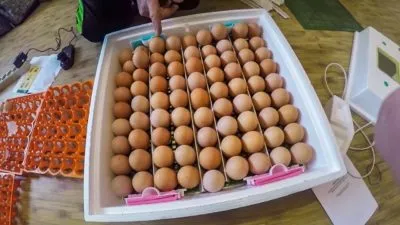 особенности инкубации куриных яиц в домашних условиях. режим инкубации куриных яиц. 2