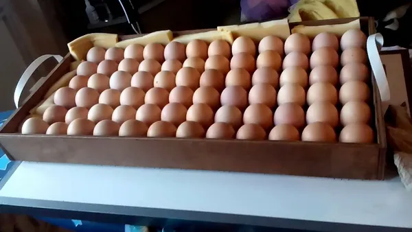 яйца лежат в лотке