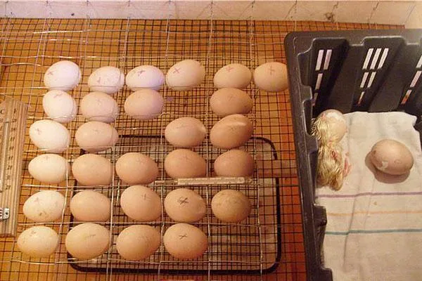 инкубация дома куриных яиц