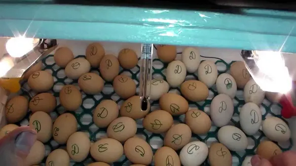 помеченные яйца в инкубаторе