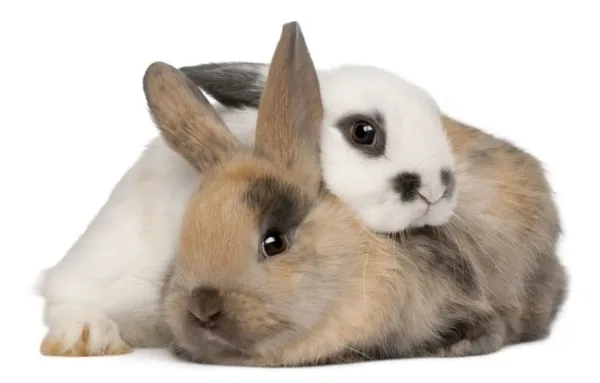 пара кроликов