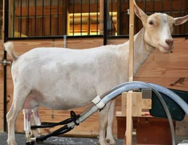 после аппарата козу додаивают вручную, чтобы получить все молоко и избежать развития мастита