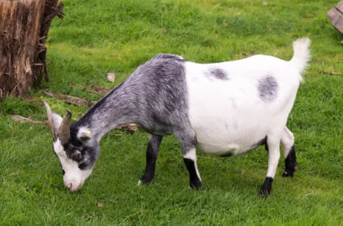 дойка козы во время беременности
