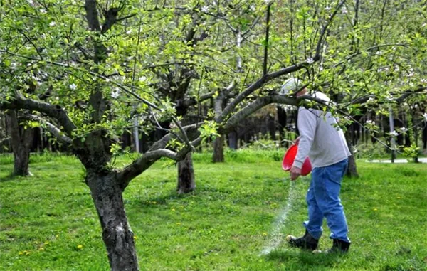 ошибки при внесении удобрения весной под плодовые деревья