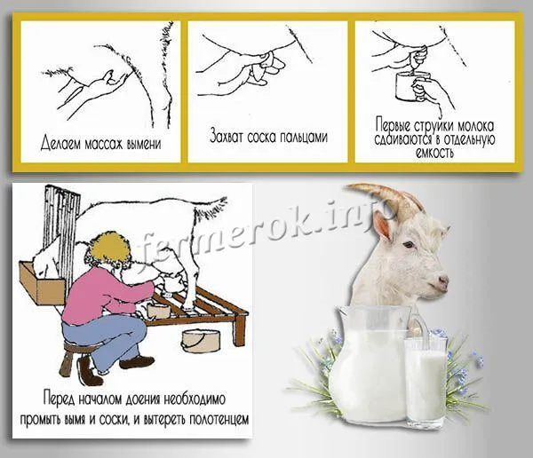 как доить козу правильно