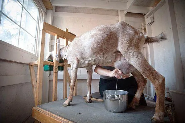 как доить козу руками