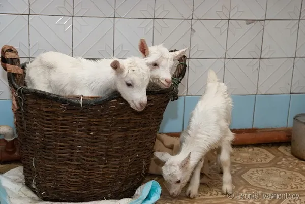 кормление новорожденных козлят. кормление козлят с первых дней. 2