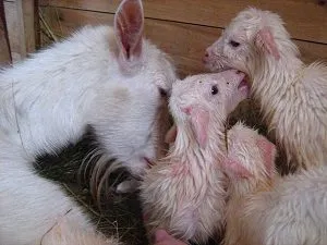 кормление новорожденных козлят. кормление козлят с первых дней. 4