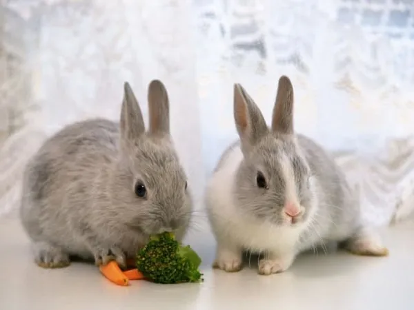 кролики едят овощи